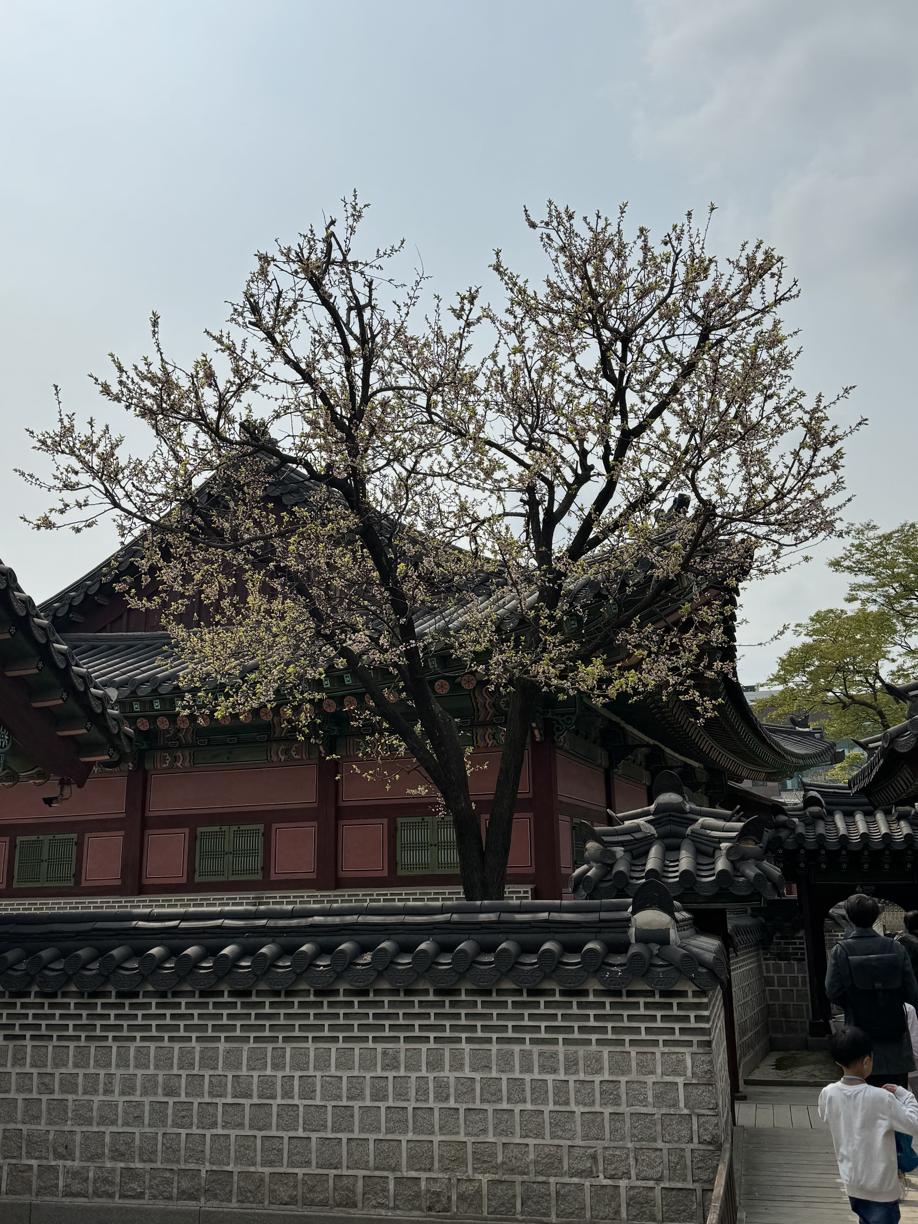 首尔传统院墙与盛开的树